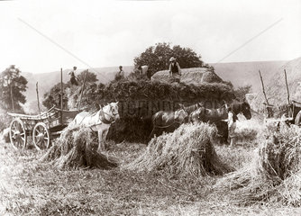 Bringing in the harvest  late 19th century.