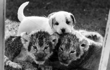 Lion cubs and puppy  October 1977.