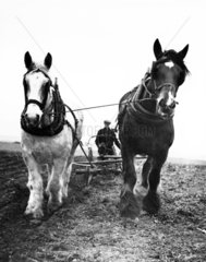 A farmer steering a traditional cart plough