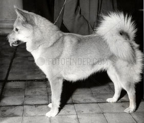 Layka  dog sent into space  3 November 1957.