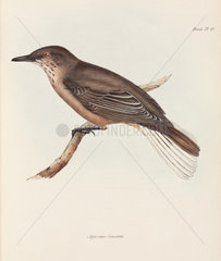 Shrike  c 1832-1836.