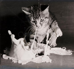 Kitten landing in a saucer of milk  1953.