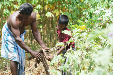 Puliyampathai  Sri Lanka  ein Vater erntet mit seinem Sohn Maniok