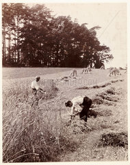 Harvesting  c 1895.