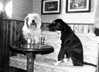 Dogs at the pub  January 1987.