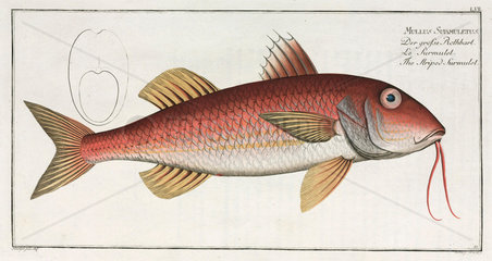 ‘The Striped Surmulet’  (red mullet)  1785-1788.