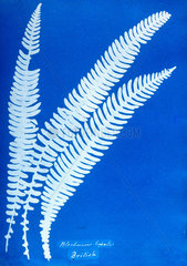 Cyanotype of a British fern  1853.