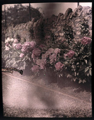 Autochrome of a bed of rhodedendrons under a wall  c 1910.