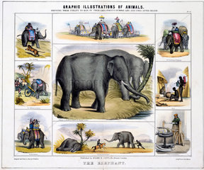 'The Elephant'  c 1845.