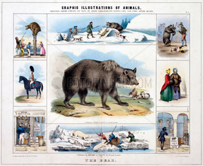 'The Bear'  c 1845.