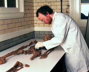 Skeleton of Bleadon Man  1999.