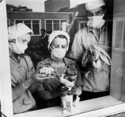 Animal technicians holding cat  mice and rabbit  22 May 1968.