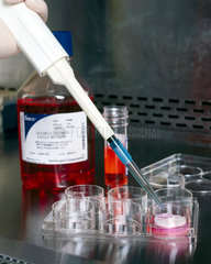 'Seeding' cells onto a 'bio-glass' sample for analysis  October 2001.