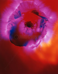 Kirlian photograph of an anemone.