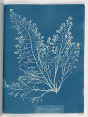 'Cystoseira granulata'  1843.