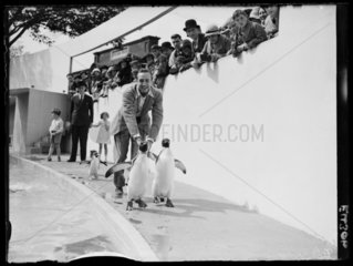 Walt Disney filming penguins at London Zoo  1935.