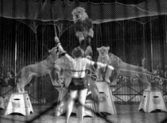 Woman lion tamer performing with circus lio