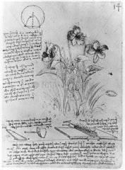 Drawings of plants from Leonardo's notebooks  late 15th century.