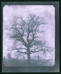 Tree in winter  mid 19th century.
