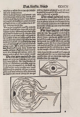 The structure of the eye  1512.