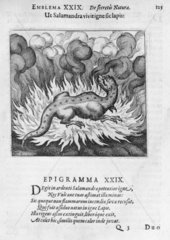 Salamander in a fire  1618.