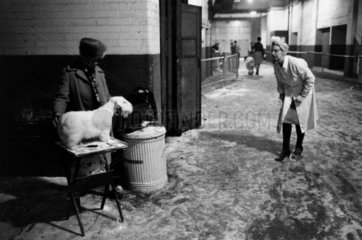 Dog show  United Kingdom  1967.