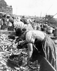 Female fish-gutters at work in the harbour