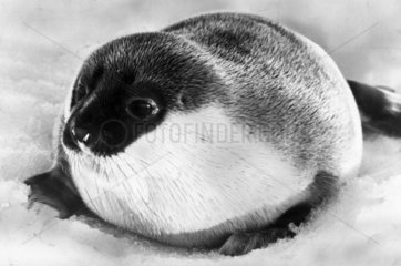 Baby seal  March 1980.