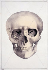 ‘Head on its Anterior Face’  c 1815-1859.