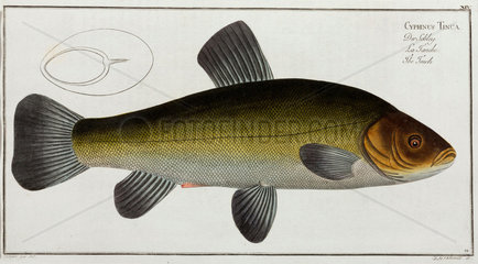 ‘The Tench’  1785-1788.