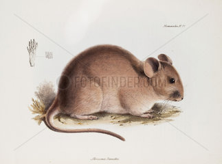 Bennett's chinchilla rat  South America  c 1832-1836.