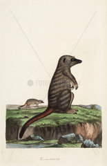 Mongoose or meerkat  1776.