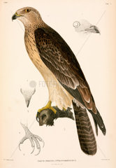 Falco (pernis) ptilonorhynchus  Indonesia  1839-1844.