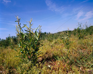 Short rotation willow energy crop  Buckinghamshire  May 2001.
