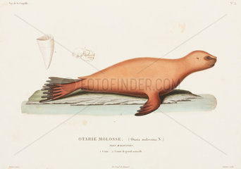 Sea lion  Falkland Islands  1822-1825.