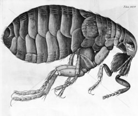 Flea in Hooke's 'Micrographia'  1665.