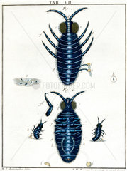 Beetles  micrographs  1776.