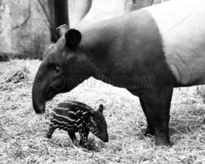 Baby tapir and mother  Belle Vue Zoo  Manchester  August 1974.