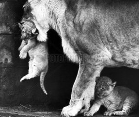 Lioness with cubs  September 1974.