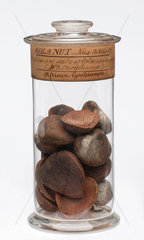 Jar of kola nuts  1880-1920.