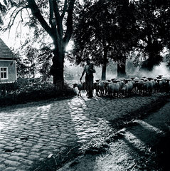 Shepherd leading his flock along a cobblestone road  c 1930s.