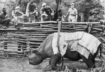 Army winching up a rhino  Nairobi  September 1963.