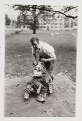 Shearing a sheep  c 1930.
