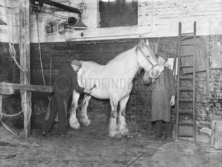 Groom clipping a horse  King's Road stables  London  1936.