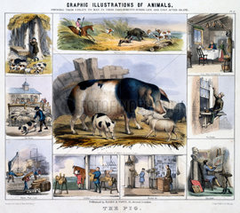 'The Pig'  c 1845.
