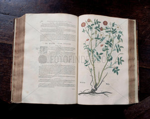 Leonhart Fuch's book on herbals  1545.