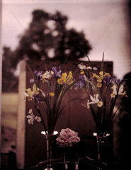 Autochrome of irises in silver vases  c 1910.