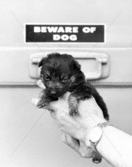 ‘Runt’ of the litter  July 1983.
