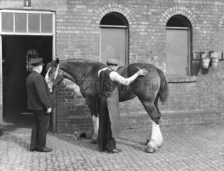 Groom brushing a horse at St Pancras Station stables  London  1936.