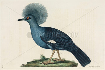 Crested dove  1776.